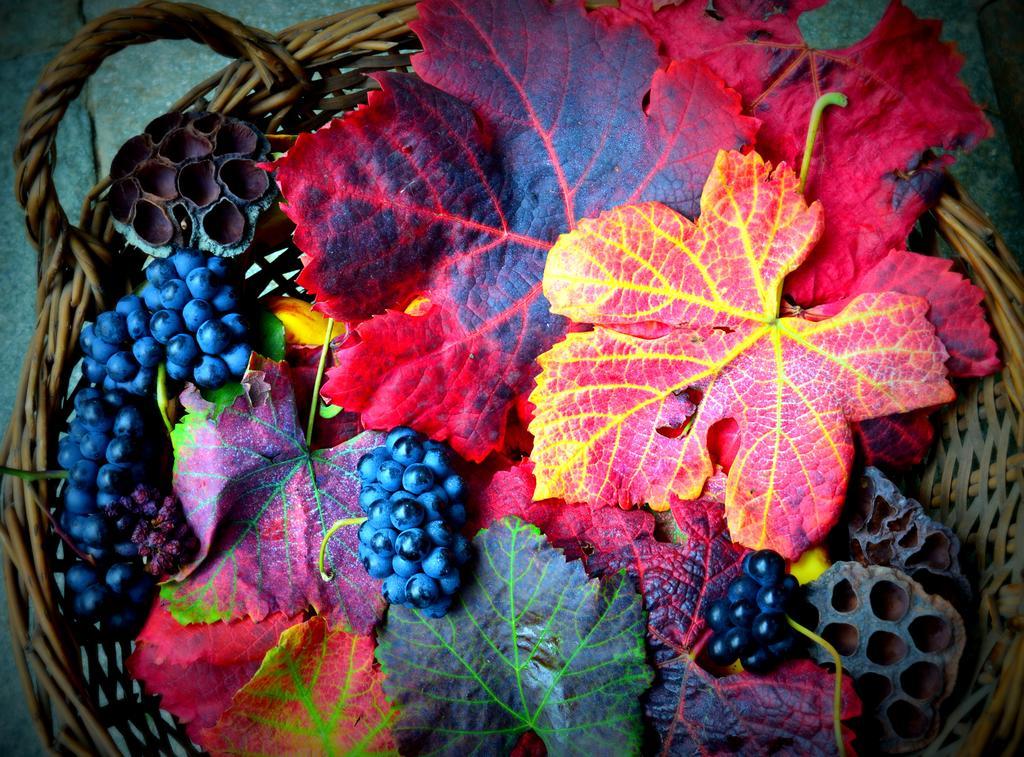 Agriturismo Casa De Colores Moretta Luaran gambar